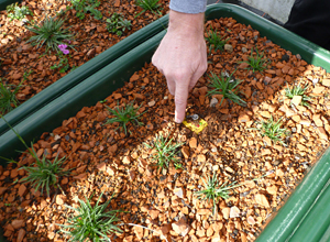 Experiments with green roof plants